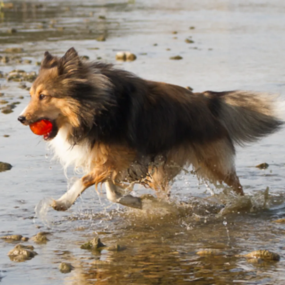 Bionic Ball Dog Toy