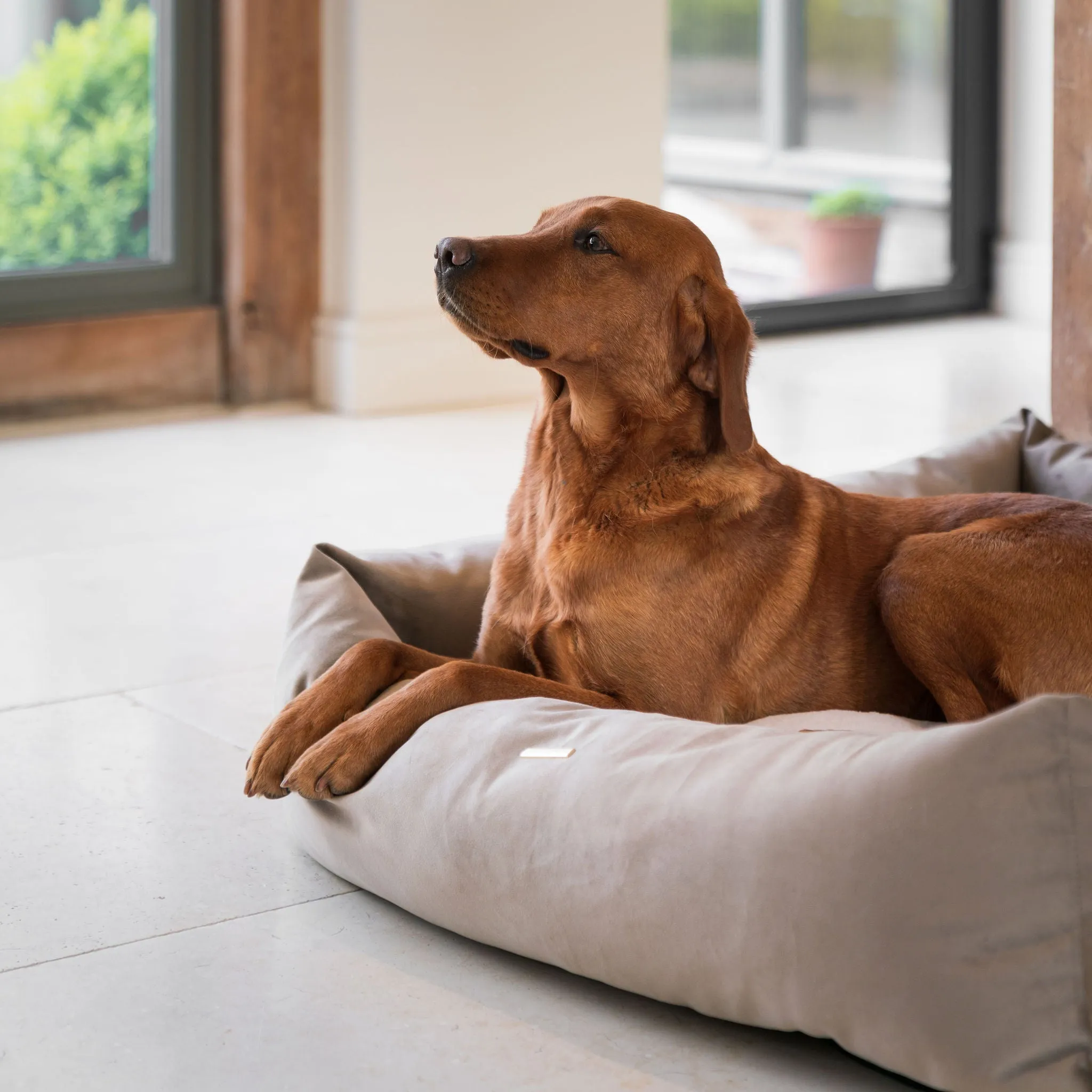 Box Bed In Clay Velvet by Lords & Labradors
