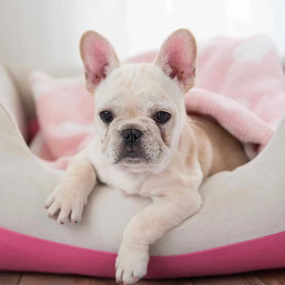 Cover-removable and Washable Dog Bed, Pink, Linen Blend