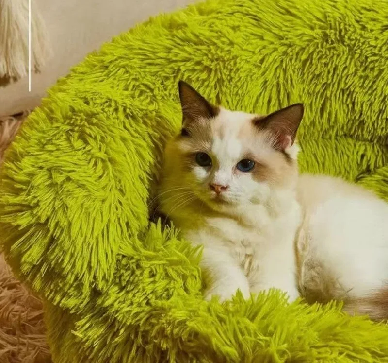 Sleeping Pet Monster Bed