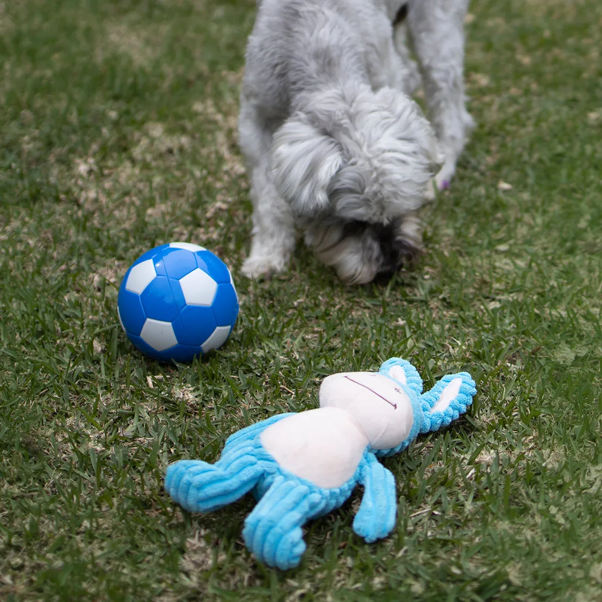 Soccer Treat Dog Ball