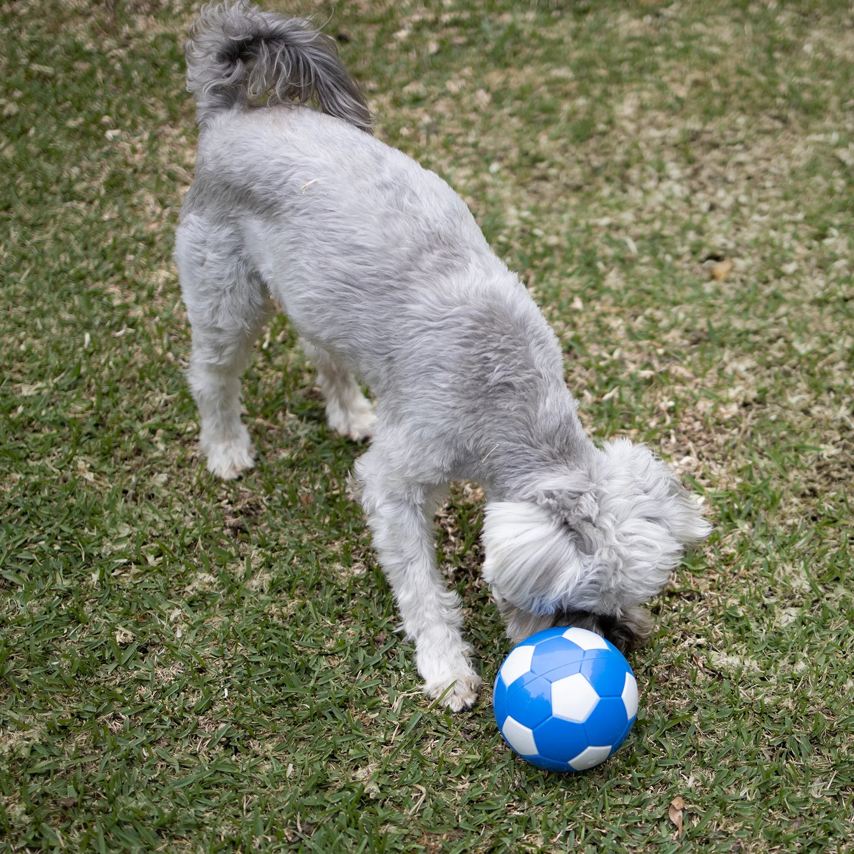 Soccer Treat Dog Ball