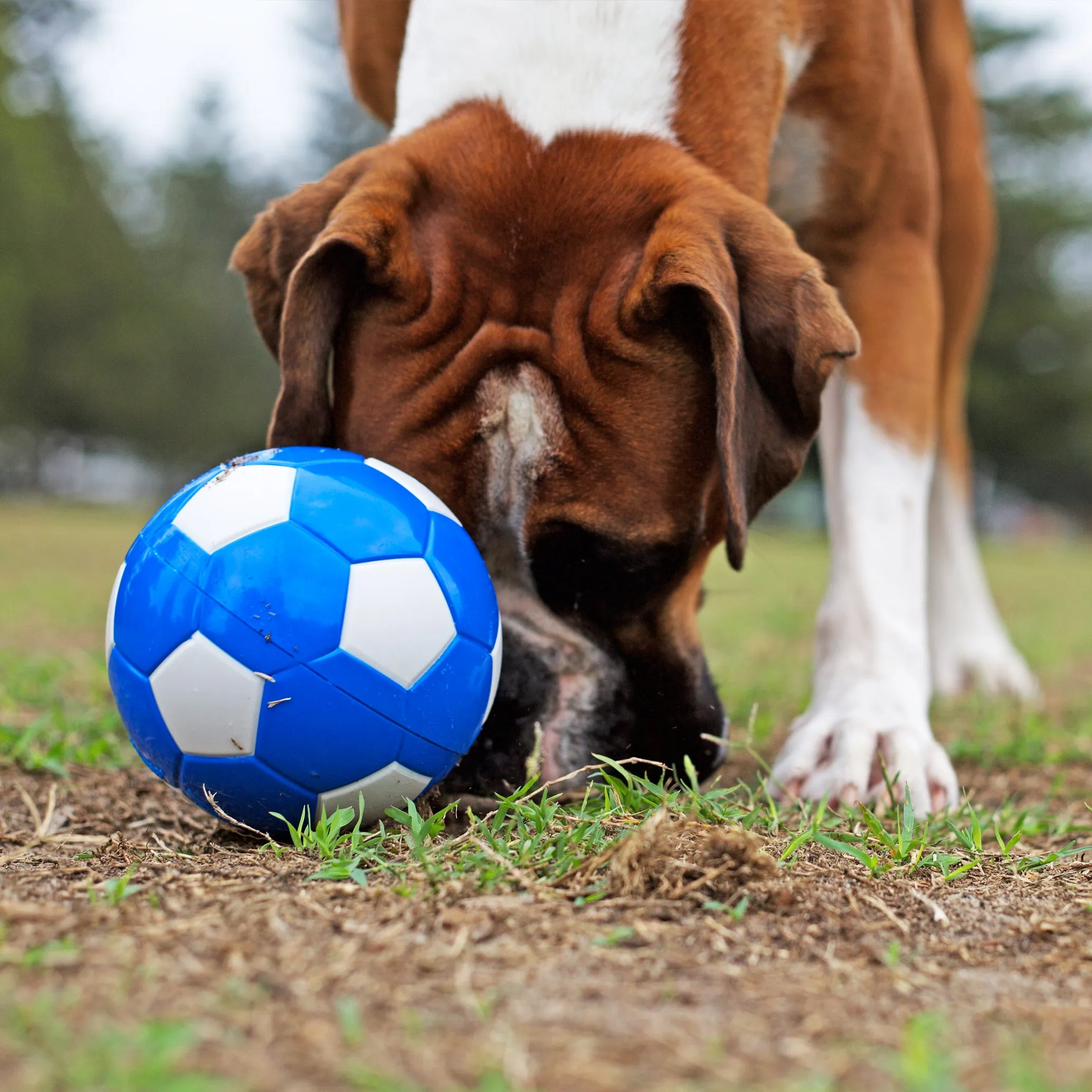 Soccer Treat Dog Ball